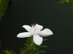 Wrightia antidysenterica