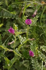 Vicia pyrenaica, photograph author not stated, no rights reserved