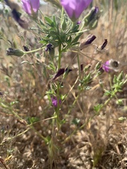 Eremalche parryi kernensis