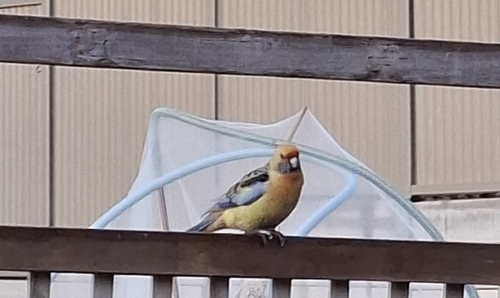 Yellow Rosella