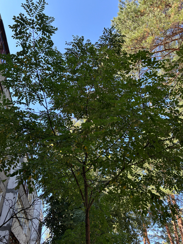 black locust