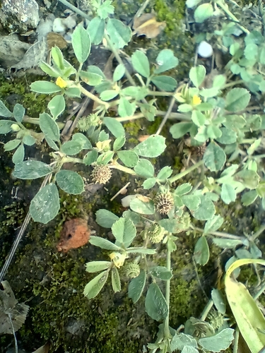 Medicago minima, photograph 2