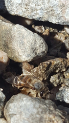 Apis mellifera