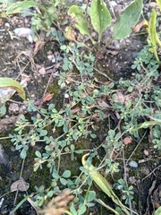 Medicago minima, photograph (c) Vladimír Fuka, some rights reserved (CC BY)