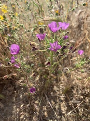 Eremalche parryi kernensis