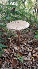 Macrolepiota procera
