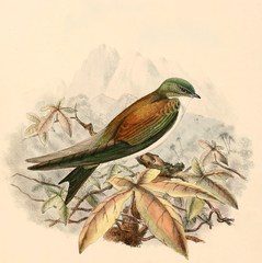 Golden Swallow photo 4