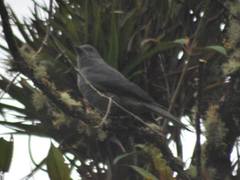 Lipaugus fuscocinereus