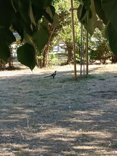 Eurasian Magpie