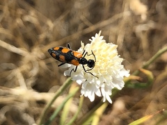 Eupompha elegans