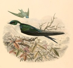 Golden Swallow photo 5