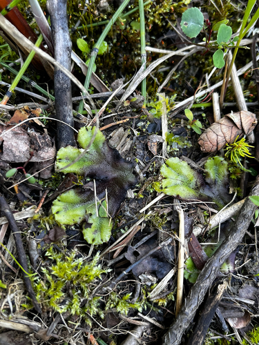 Common Liverwort