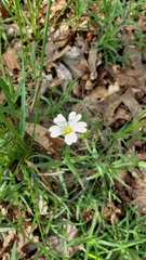 Cerastium strictum