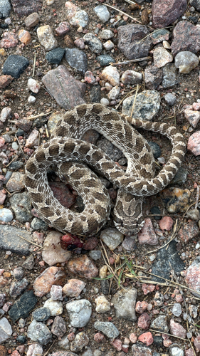 Plains Hognose Snake