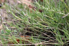 Convolvulus holosericeus
