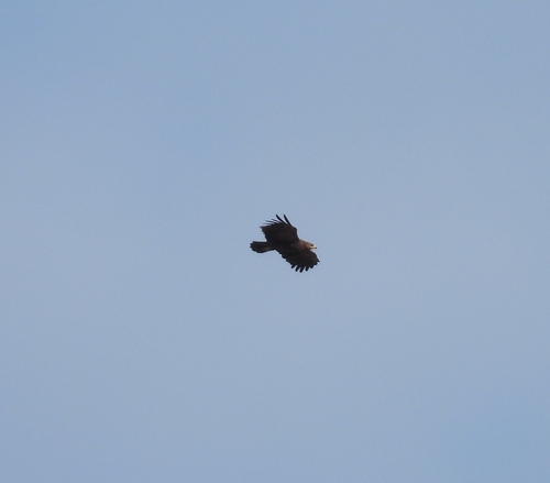 Lesser Spotted Eagle