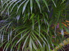 Arecaceae