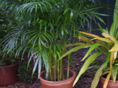Arecaceae