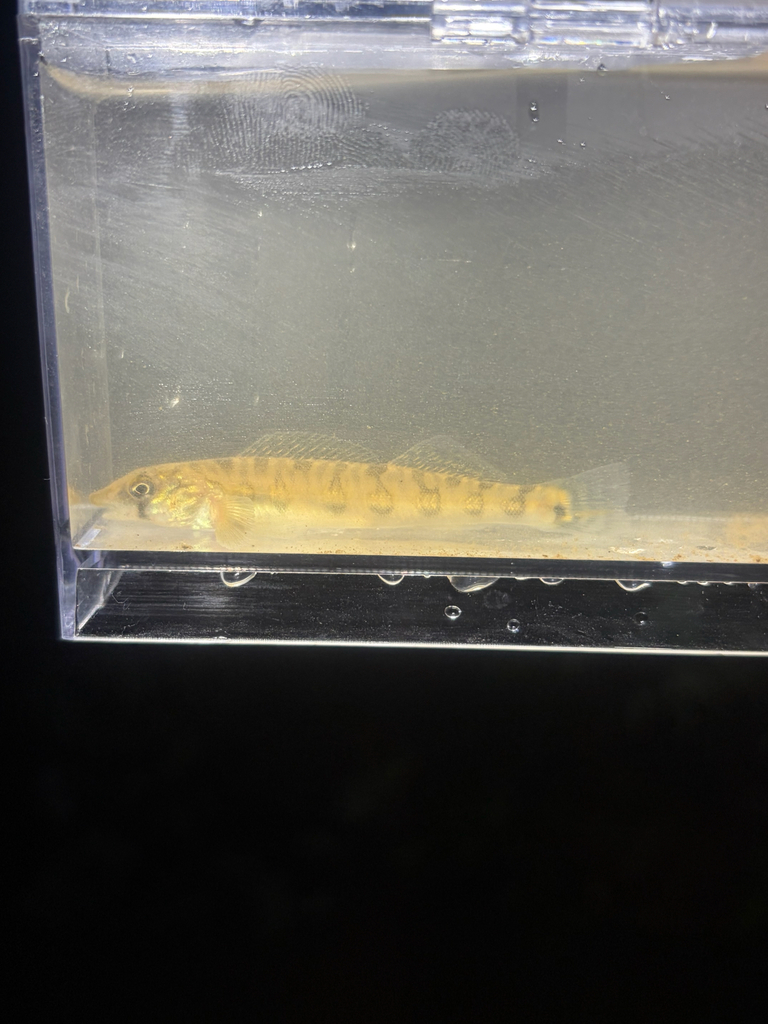 Blotchside Logperch