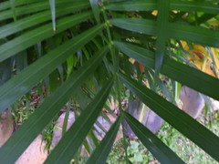 Arecaceae