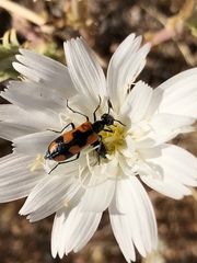Eupompha elegans