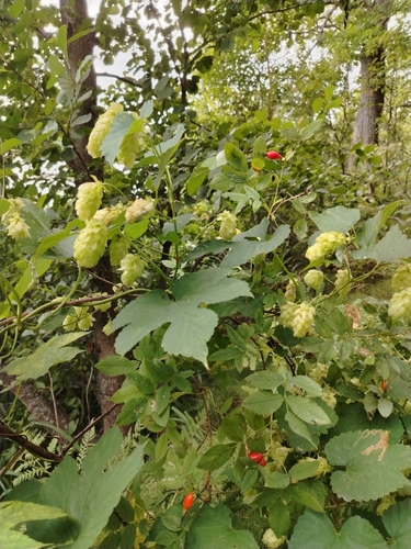 common hops