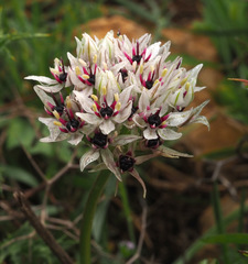 Allium meronense