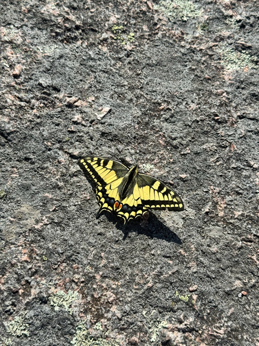 Old World Swallowtail