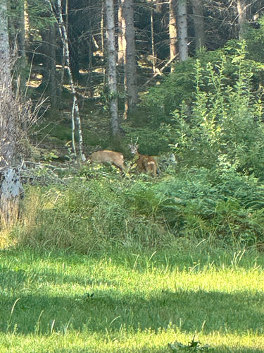 Western Roe Deer