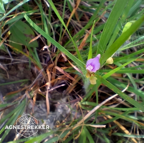Utricularia caerulea