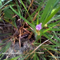 Utricularia caerulea