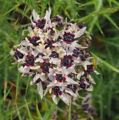 Allium meronense