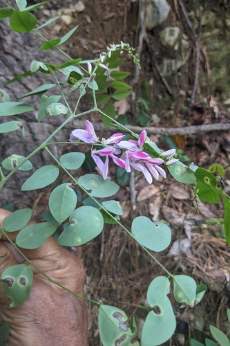 Indigofera venulosa, photograph 4