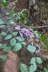 Indigofera venulosa, photograph (c) 許文俊, some rights reserved (CC BY-SA)