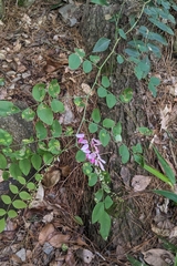 Indigofera venulosa, photograph (c) 許文俊, some rights reserved (CC BY-SA)