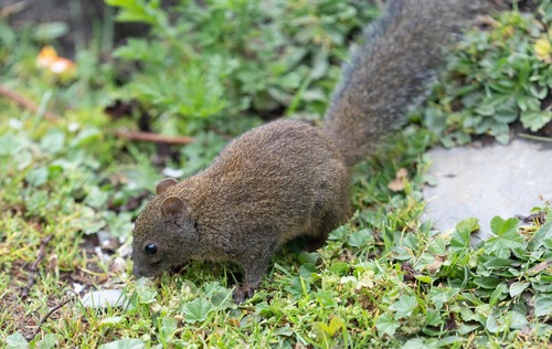 Orange-bellied Himalayan Squirrel
