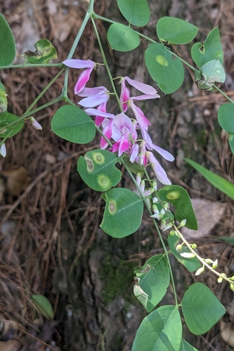 Indigofera venulosa, photograph 6