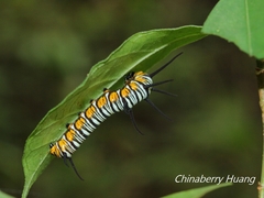 Euploea mulciber barsine
