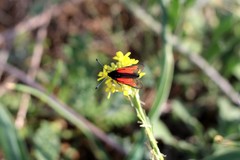 Zygaena brizae