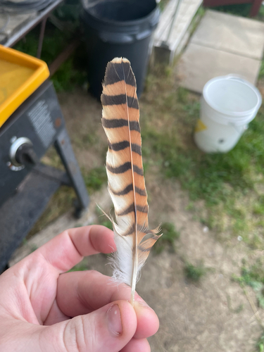 American Kestrel