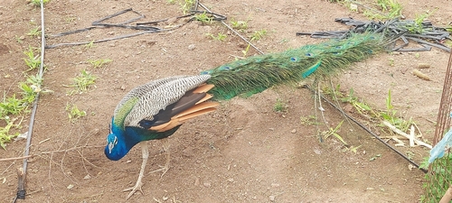 Indian Peafowl