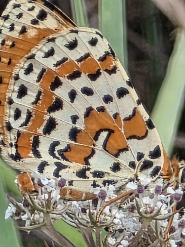 Spotted Fritillary
