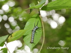 Euploea mulciber barsine