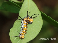 Euploea mulciber barsine