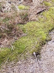 Bryoerythrophyllum columbianum