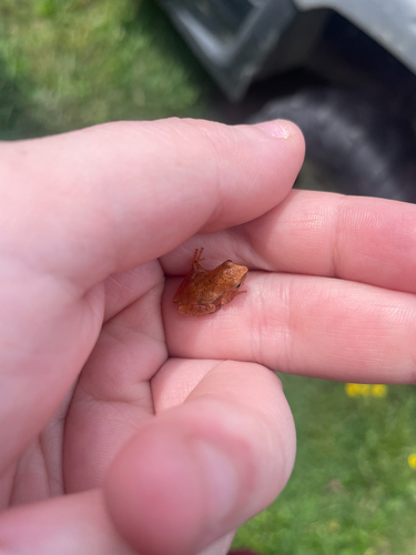 Spring Peeper