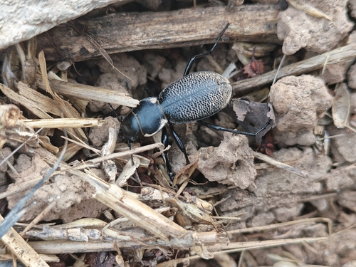 Carabus brandti