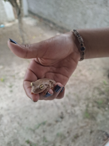 Emerald-eyed Tree Frog