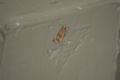 Elaphria fuscimacula