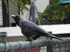 Corvus splendens